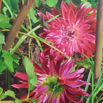 Profile picture of Claudia Tullos Leonard