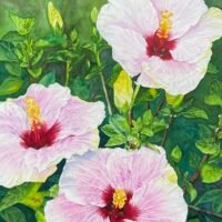 Hibiscus 