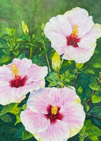 Hibiscus