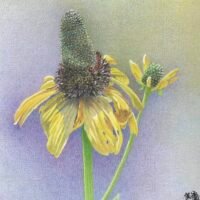 Misook Dodds: Landscapes, Flowers