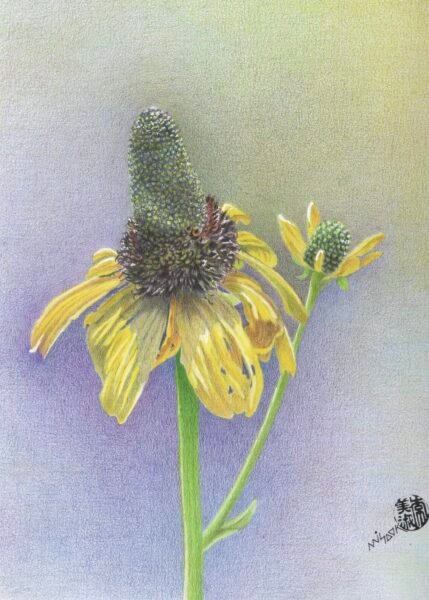 Rudbeckia