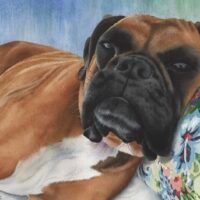 Bailey 