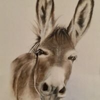 Donkey 