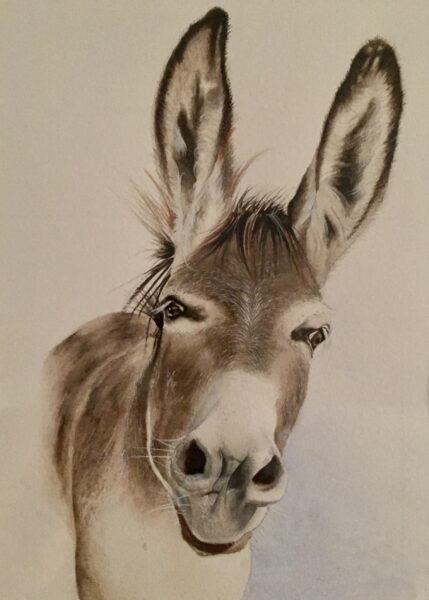 Donkey