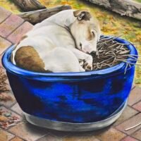 Misook Dodds: Animals