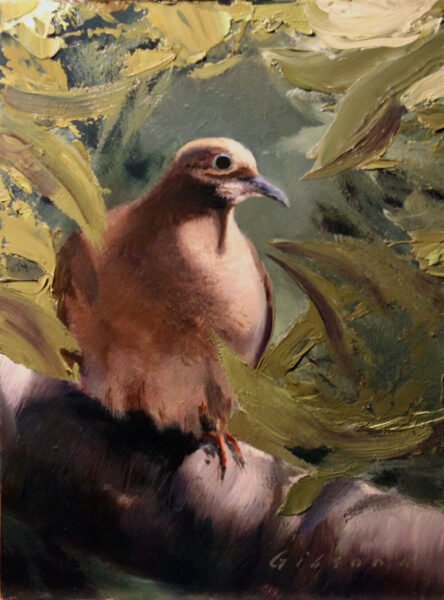 Mourning Dove Morning