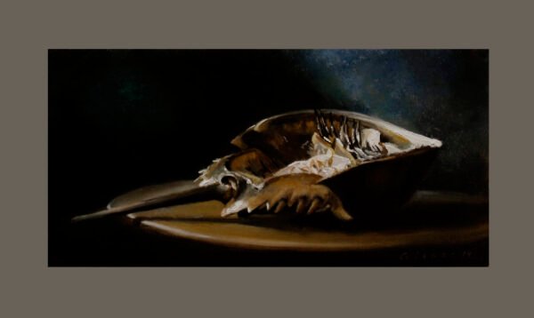 horseshoe crab