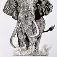 Elephant Sketch – Ankur Gupta 