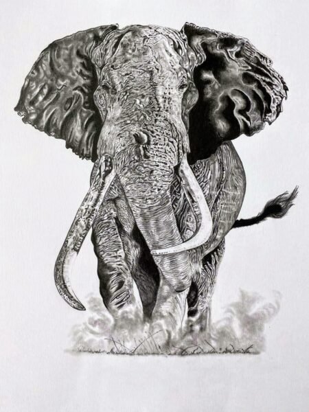 Elephant Sketch – Ankur Gupta
