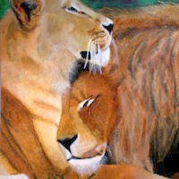 CuddlyLions 