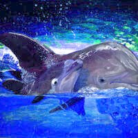 DolphinBaby 