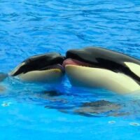 Animals in Love