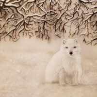 ArcticFox 