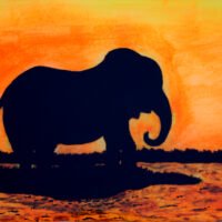 ElephantSunset 