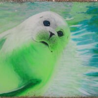 HarpSeal 
