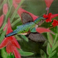 Hummingbird 