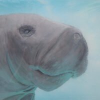 Manatee 