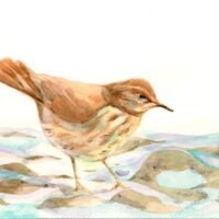 Kerri Bosfield: My Current Artwork