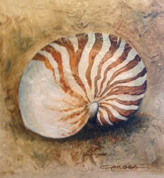 Chambered Nautilus