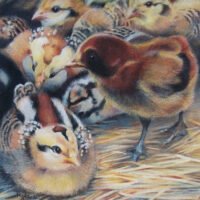 Chickie Babies 